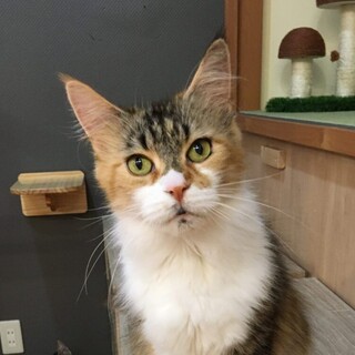 お鼻がピンクで三毛の長毛さん♡保護猫みよちゃん