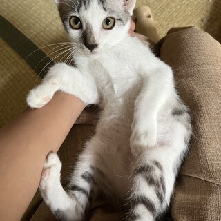甘えん坊過ぎる男の子生後4ヶ月