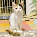 【ふわふわのしっぽ】三毛美猫のたろちゃん