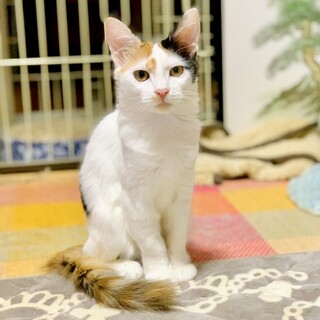【ふわふわのしっぽ】三毛美猫のたろちゃん