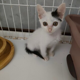 膝から降りめせん。めちゃくちゃ可愛いこねこ♀