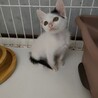 膝から降りめせん。めちゃくちゃ可愛いこねこ♀ サムネイル2