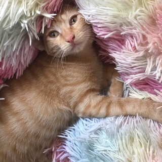 茶トラの子猫　なつちゃん