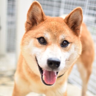 人間大好きアラレちゃん