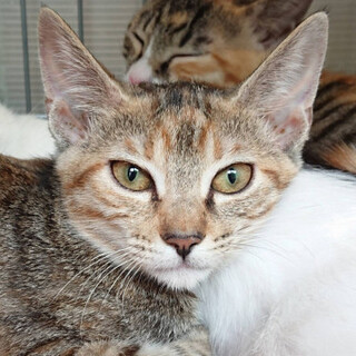 臆病なところがある子猫、翔子ちゃん♪