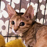 臆病なところがある子猫、翔子ちゃん♪ サムネイル2
