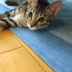 in豊明市～子猫が大集合！保護猫の譲渡会2022年9月17日（土）～ ちーむ にゃいんず
