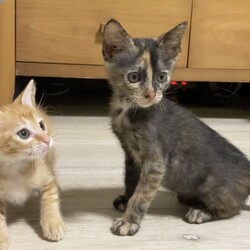 in春日井市～子猫が大集合！保護猫の譲渡会2022年9月17日（土）～ ちーむ にゃいんず