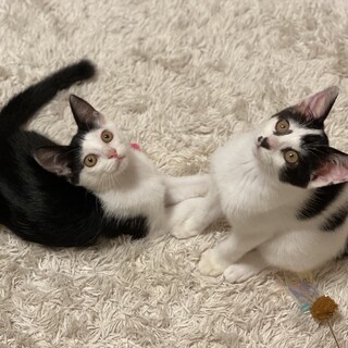 ★完璧な性格の姉妹仔猫★