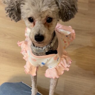 トライアル中　フレンドリーなプードル　ここちゃん