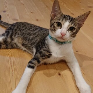 イケメン　キジ白の子猫　ハル　生後4ヶ月　オス