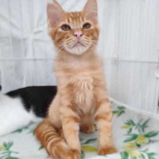 動物病院の保護猫・ふわふわの長毛茶トラくんです！