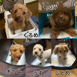 『犬の譲渡会in南大井』
