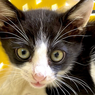 ハチワレ子猫　ちびタン　生後３ヶ月　男の子
