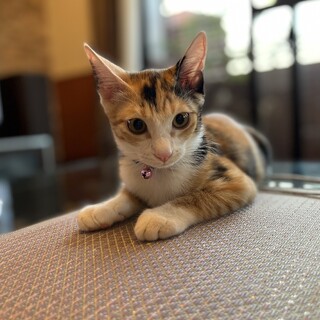 3兄妹の三毛女の子！7ヶ月