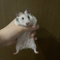 大人しい性格です。