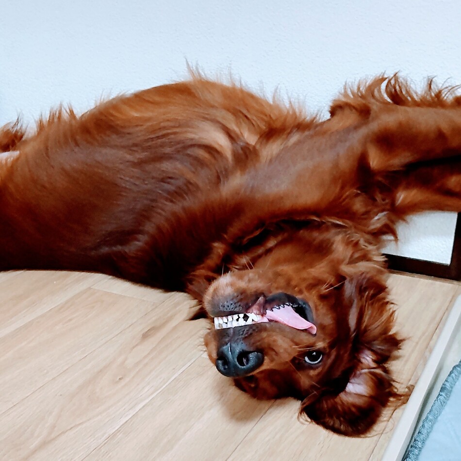 琥太郎のカバー写真