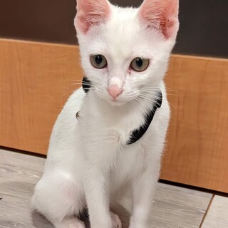 綺麗なチビちゃん、白猫のシフォンちゃん！