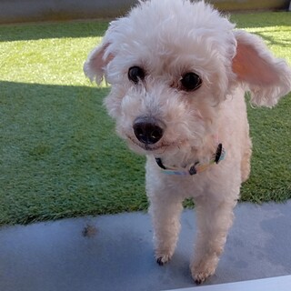 甘えん坊のサラちゃん