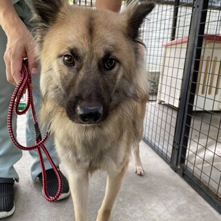 1歳ぐらいの元野犬。