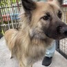 1歳ぐらいの元野犬。 サムネイル3