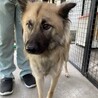 1歳ぐらいの元野犬。 サムネイル4