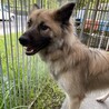 1歳ぐらいの元野犬。 サムネイル5
