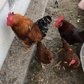 鶏オスメスペア　2ペア