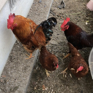 鶏オスメスペア　2ペア