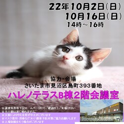 【さいたま市】10/2（日）ハレノテラス保護猫譲渡会 サムネイル1