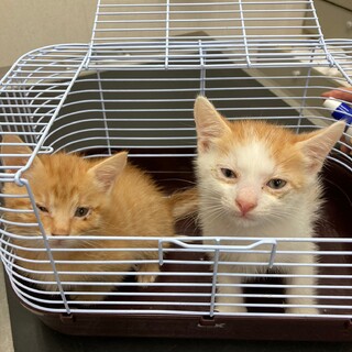 茶トラ メス仔猫 1匹