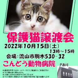 【流山市】１０/１５（土）こんどう動物病院保護猫譲渡会 サムネイル1