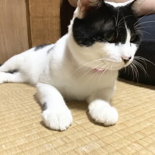 人懐っこいハチワレにゃんこの男の子