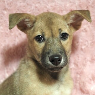 保健所からレスキュー♀すずちゃん