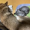 てむてむちゃん