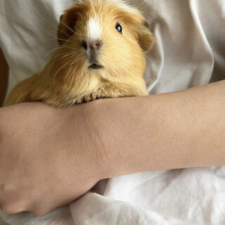 モルモット2匹里親募集