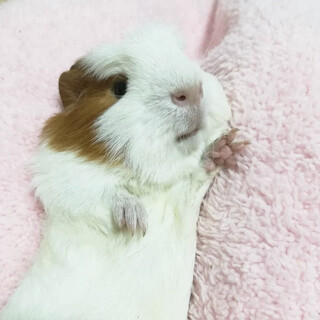 モルモット　里親募集