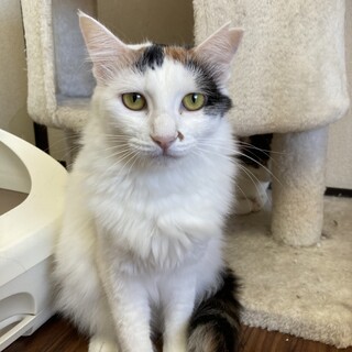 三毛猫の長毛ちゃん