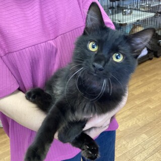 かわいい半長毛の黒猫♡　ぴく♀
