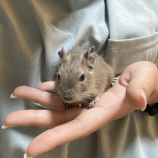 デグーの赤ちゃん里親募集
