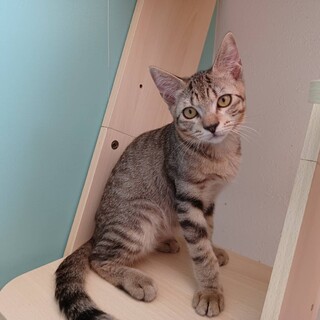 ベタ慣れキジトラ5ヶ月男の子。9/18譲渡会。