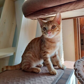 穏やか甘えん坊茶トラ５ヶ月男の子、9/18譲渡会