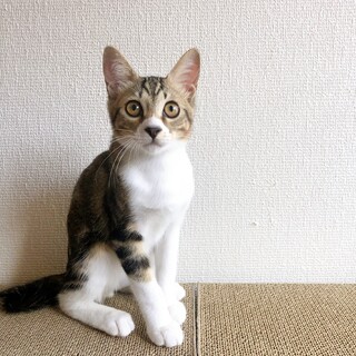 9/18西千葉ෆ⃛マイペースな子ですෆ⃛テトくん