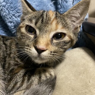 10/2西千葉ෆ⃛美少女キジトラෆ⃛ななちゃん