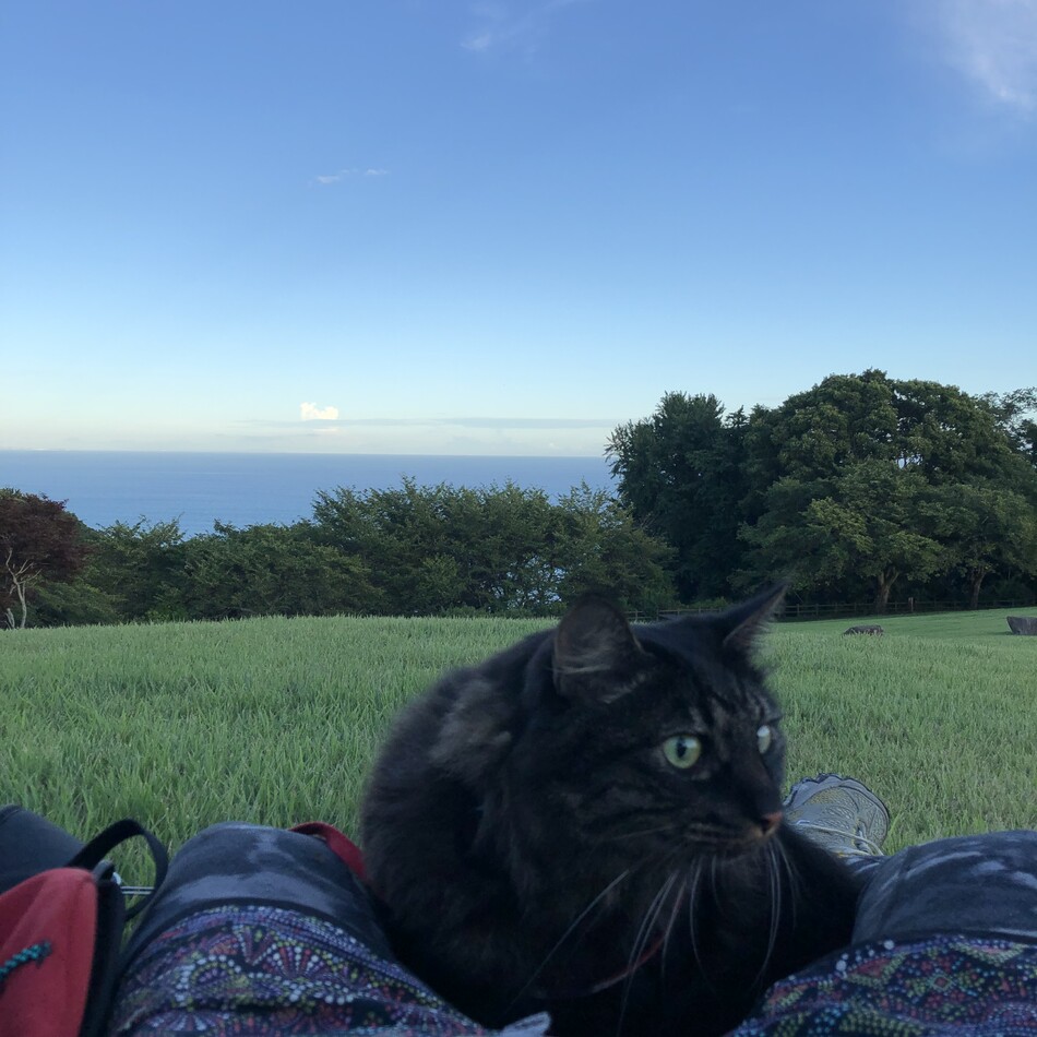 むじゃのカバー写真