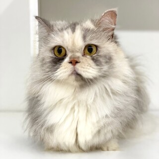 ミヌエット☆足長の女の子（商談中）