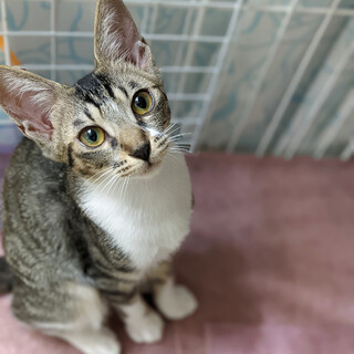 【9/18東日本橋】すりすり猛アピール♥️こてまえ