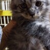 甘えん坊な子猫ダウニーくん サムネイル2