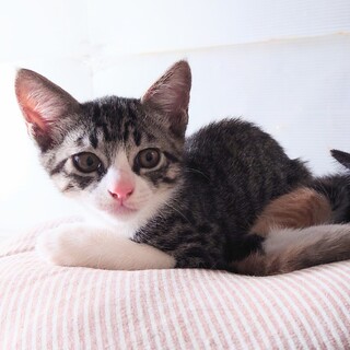 キジシロ子猫　人大好き！　仲良し兄妹一緒に募集