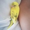 セキセイインコ サムネイル2